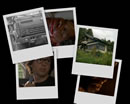 A desktop background collage from Millennium's Sense and Antisense.