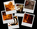 A desktop background collage from Millennium's A Single Blade of Grass.