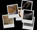 A desktop background collage from Millennium's The Hand of Saint Sebastian.