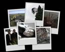 A desktop background collage from Millennium's Skull and Bones.